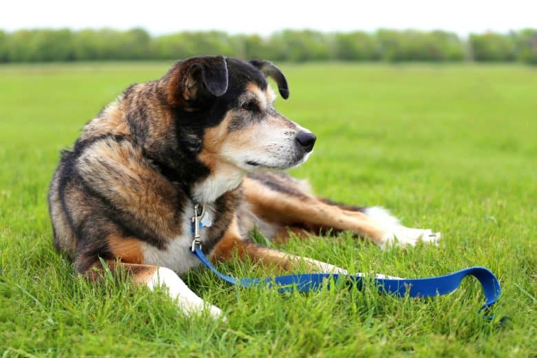 German Shepherd Border Collie Mix with a leash lying in the grass