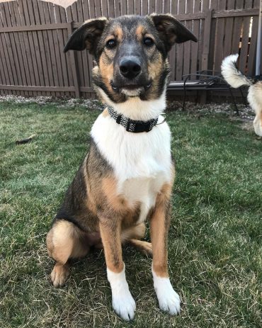 border collie malinois mix