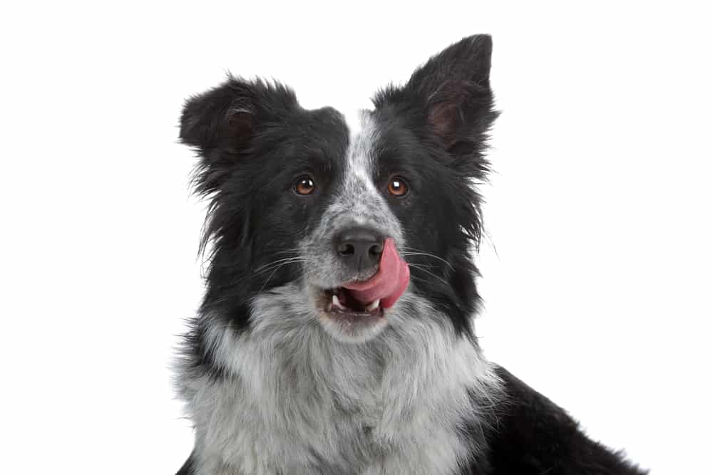 The Shollie All about the Border Collie German Shepherd Mix K9 