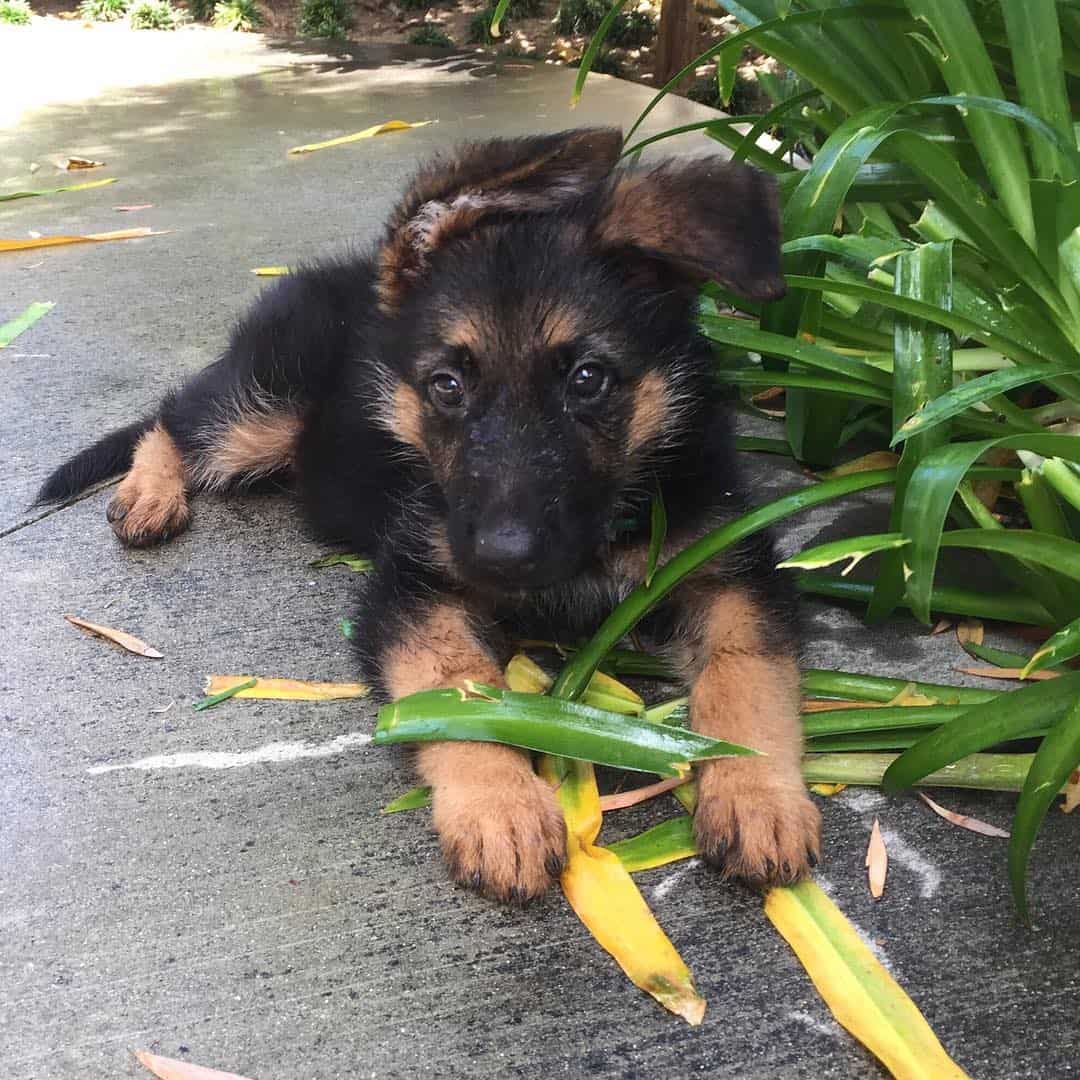 The Shollie All about the Border Collie German Shepherd Mix K9 Web