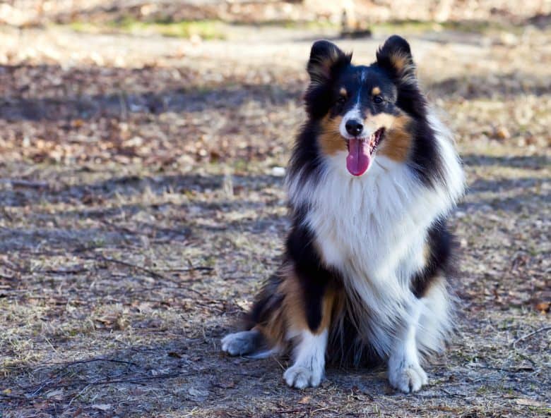 Border Collie sitting outside