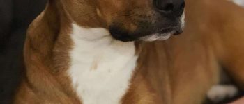 Boxer Beagle mix laying down