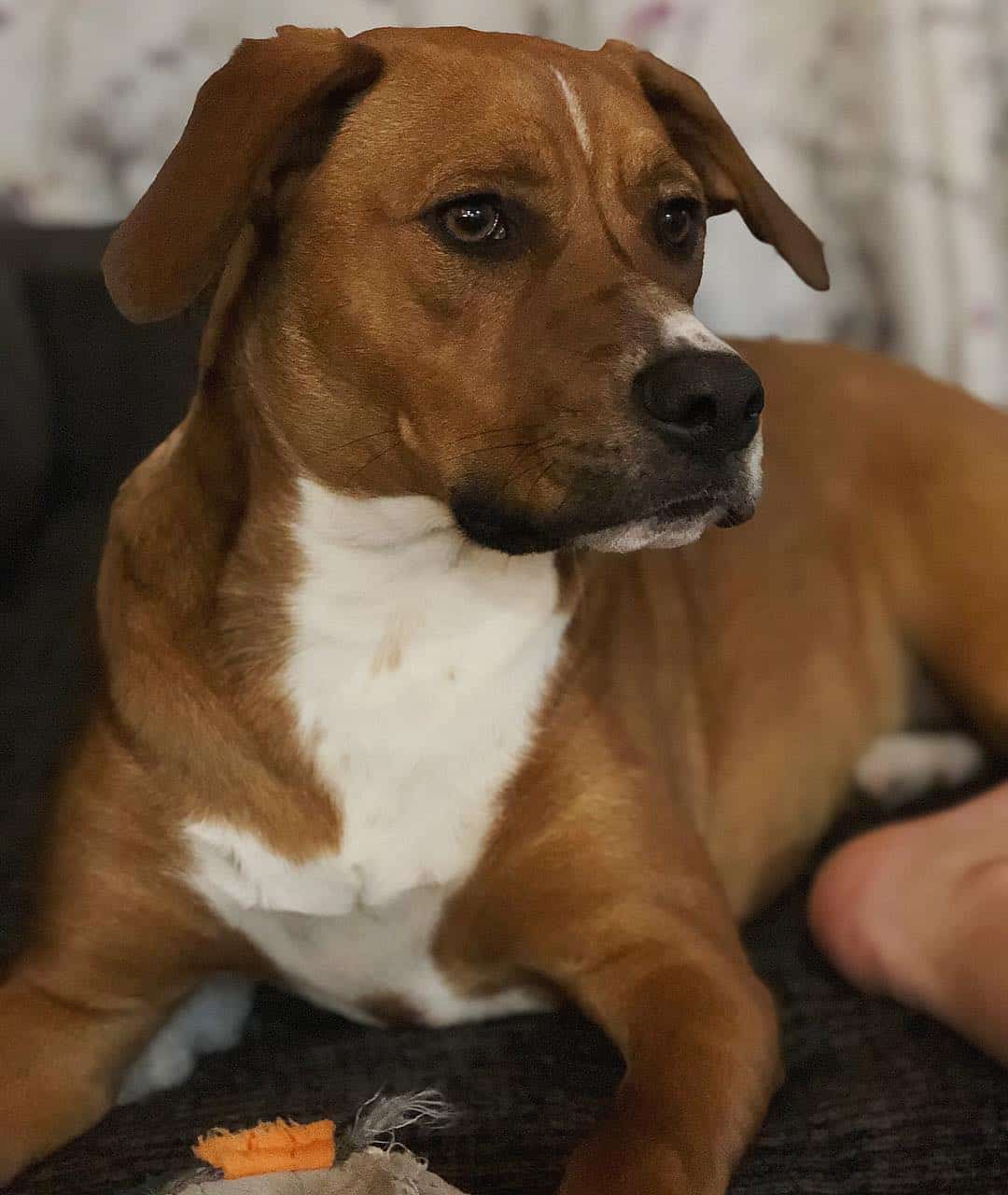 beagle boxer mix brindle