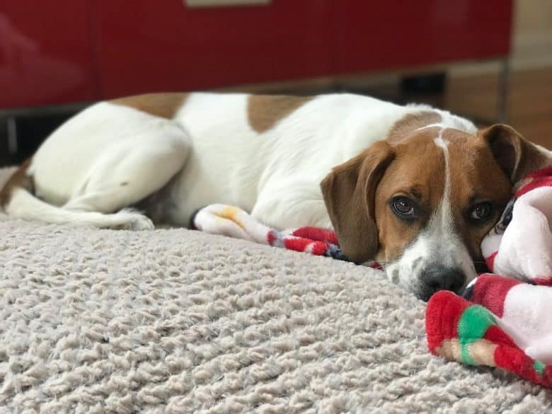 Boxer Beagle Mix couché
