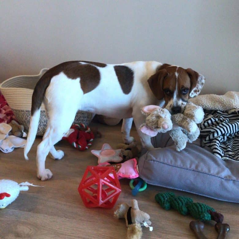 Chien de bogue avec des jouets