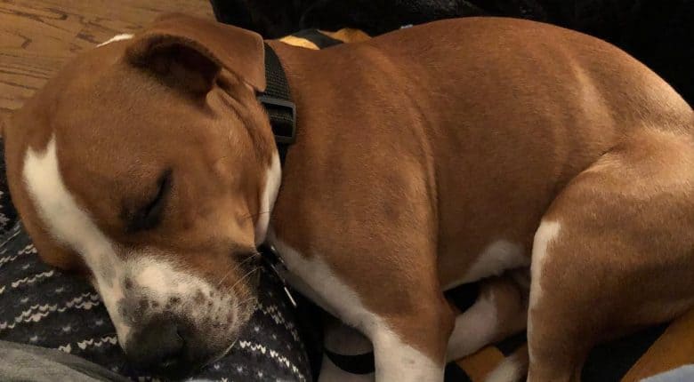Boxer Beagle Mix sleeping