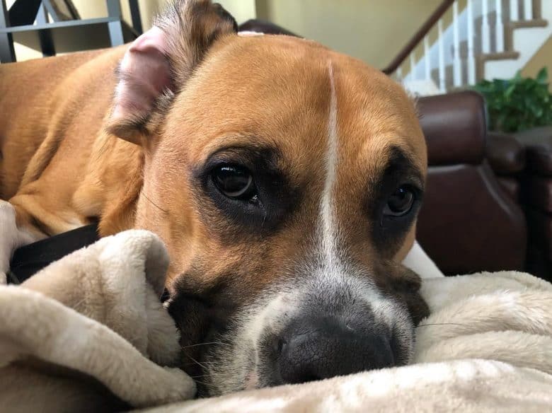 Chien Boggle couché avec une couverture
