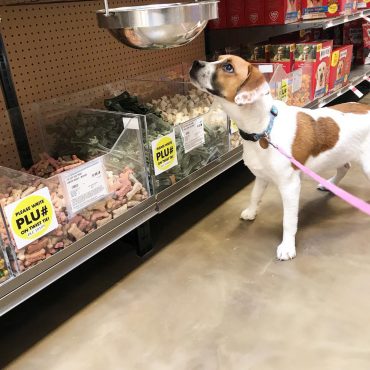 Boxer Beagle Mix looking at food
