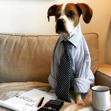 Beagle Boxer mix in a shirt and tie