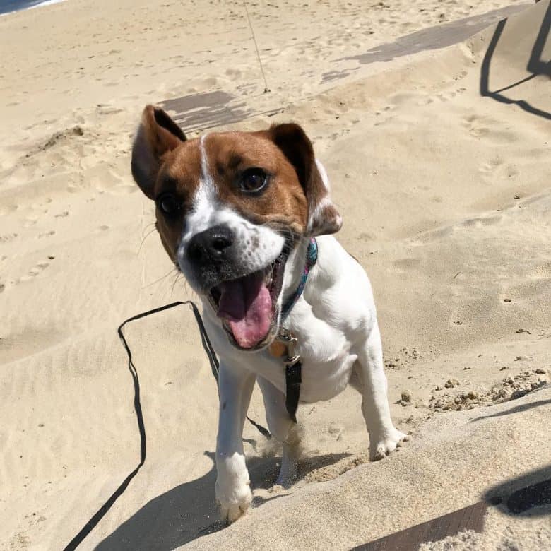 Chien Beagle jouant à l'extérieur