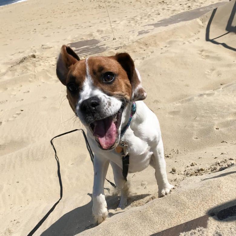 beagle boxer mix brindle