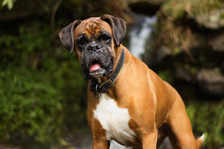 Boxer debout à l'extérieur