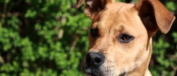 Boxer Lab Mix outdoors