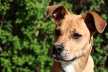 Boxer Lab Mix outdoors