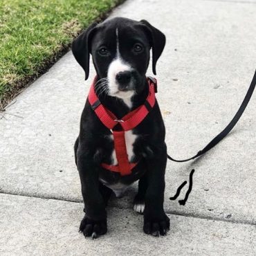 Boxer Lab Mix puppy with a leash standing outside