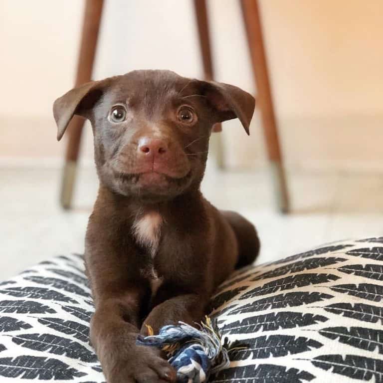 Boxer Lab Mix A Look At What Boxadors Are K9 