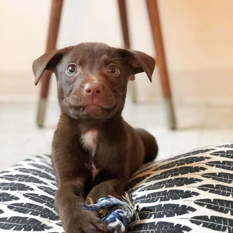 Boxer Lab Mix A Look At What Boxadors Are K9 