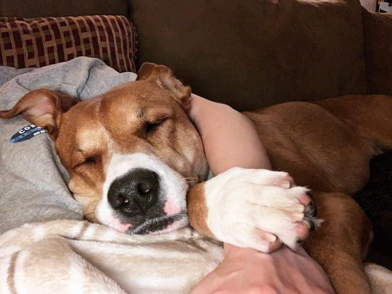 Boxer Lab Mix cuddling with its owner