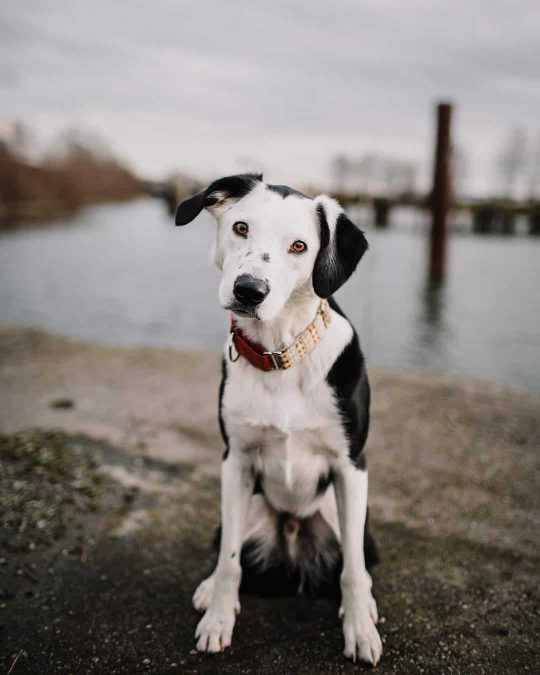 Boxer Lab Mix A Look At What Boxadors Are K9 