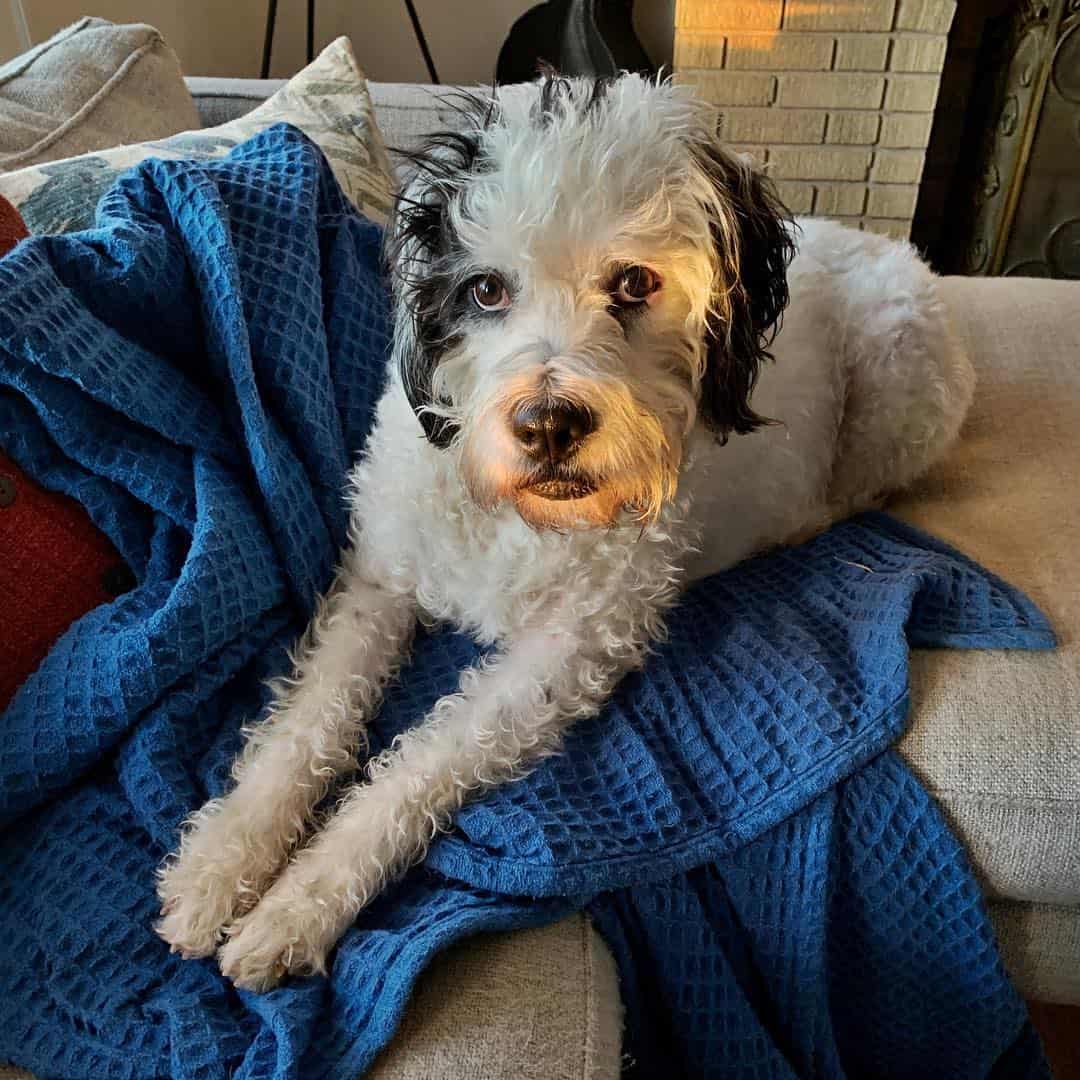 Boxer Lab Mix A Look At What Boxadors Are K9 