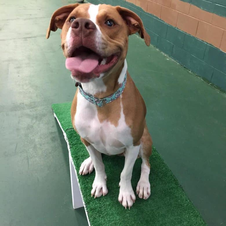 boxer lab retriever mix