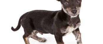 A small Chihuahua and Dachshund mixed breed standing