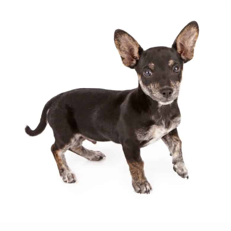 A small Chihuahua and Dachshund mixed breed standing