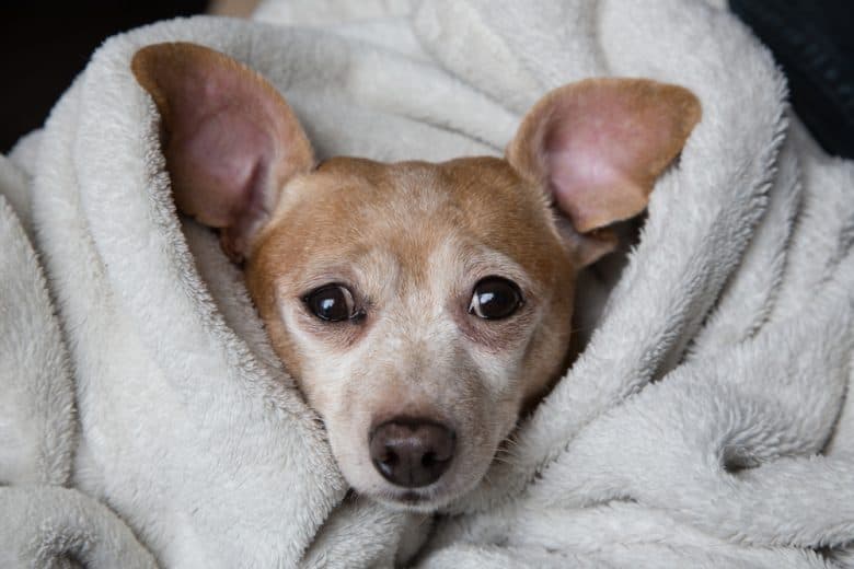 Chiweenie in a blanket