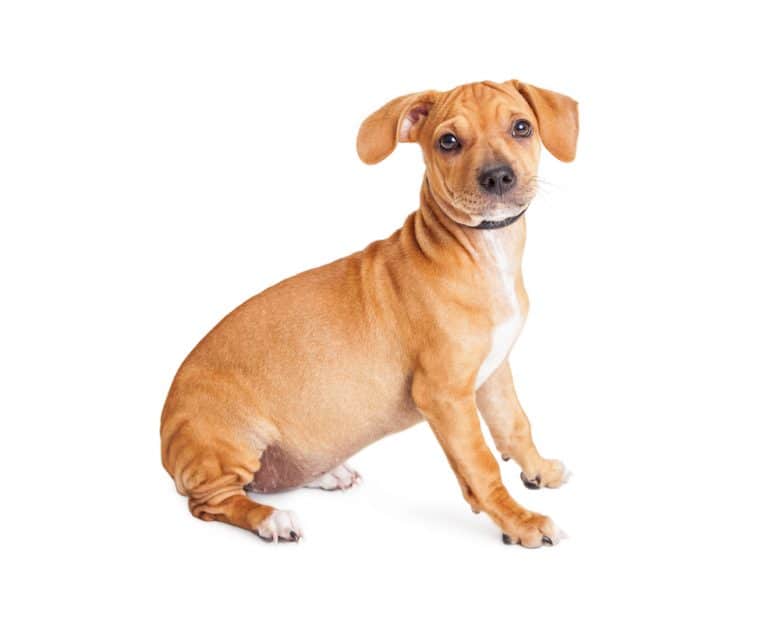 Chihuahua Dachshund Mix sitting down