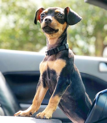 Chihuahua Dachshund Mix in a car
