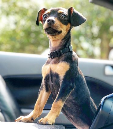Cute Chihuahua Dachshund Mix Puppy For Sale