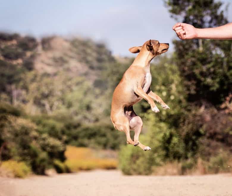 A Dachshund Chihuahua mix jumps