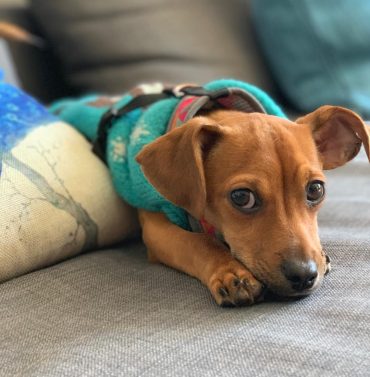 Dachshund and Chihuahua Mix lying down on its paws