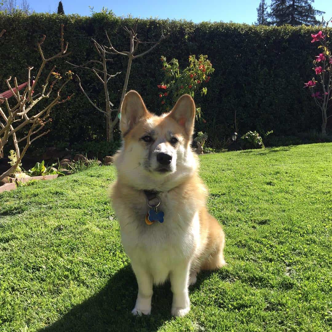 Getting to Know the Corgi Husky Mix (a.k.a. the Horgi) - K9 Web