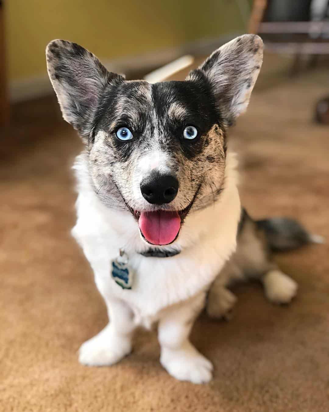 pure white corgi