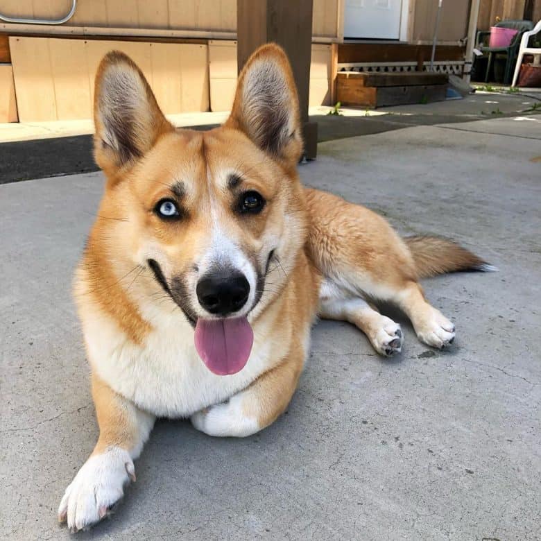 corgsky price