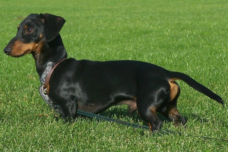 A Dachshund looks alert