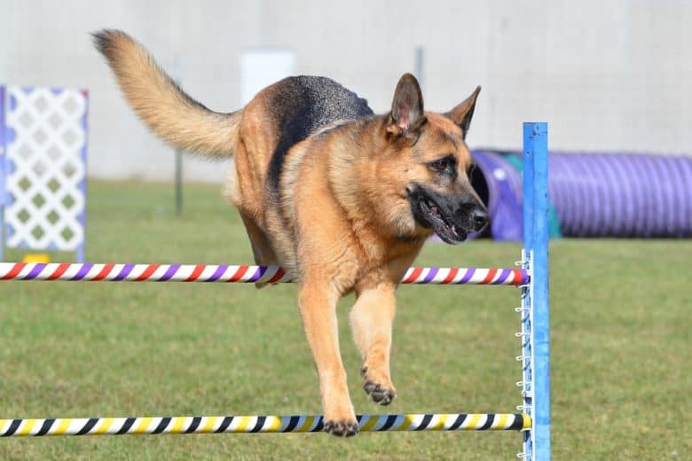 German Shepherd at a dog agility trial