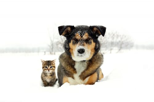 The German Shepherd Husky Mix: An In-Depth Look into the Gerberian