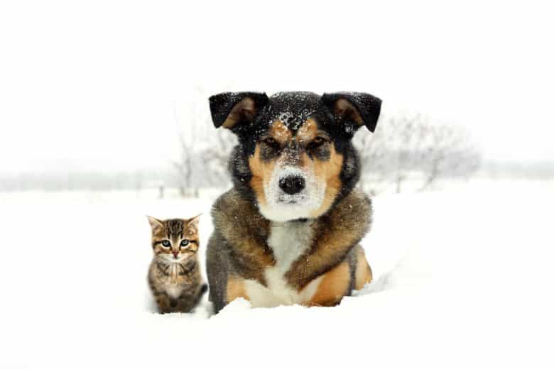 German Shepherd Husky Mix beside a cat