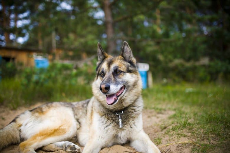 The German Shepherd Husky Mix: An In-Depth Look into the Gerberian