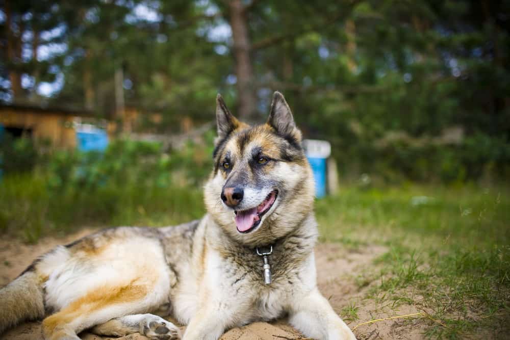 Husky-Shepherd mix lying on the ground outdoors