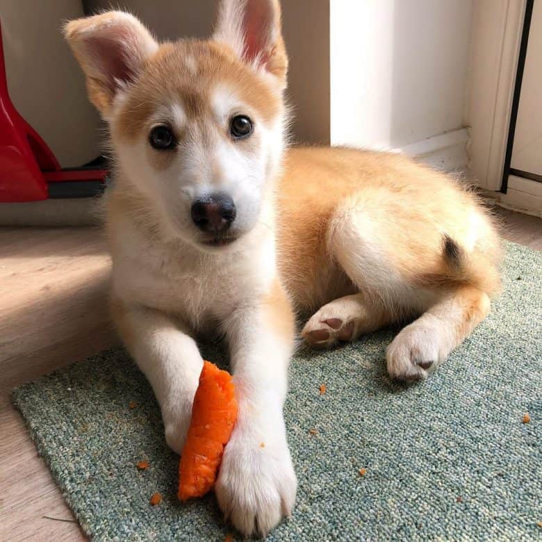 mixed husky and german shepherd puppies