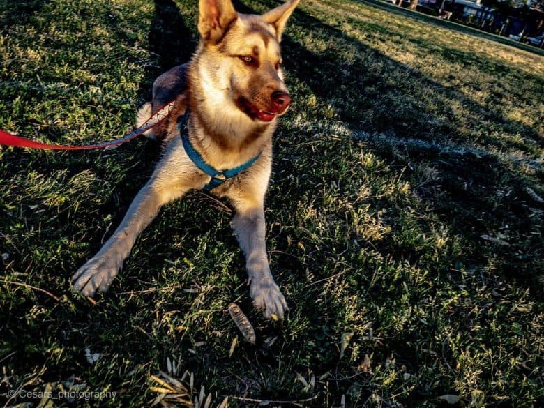 The German Shepherd Husky Mix An In Depth Look Into The Gerberian Shepsky K9 Web The German Shepherd Husky Mix An In Depth Look Into The Gerberian Shepsky K9 Web
