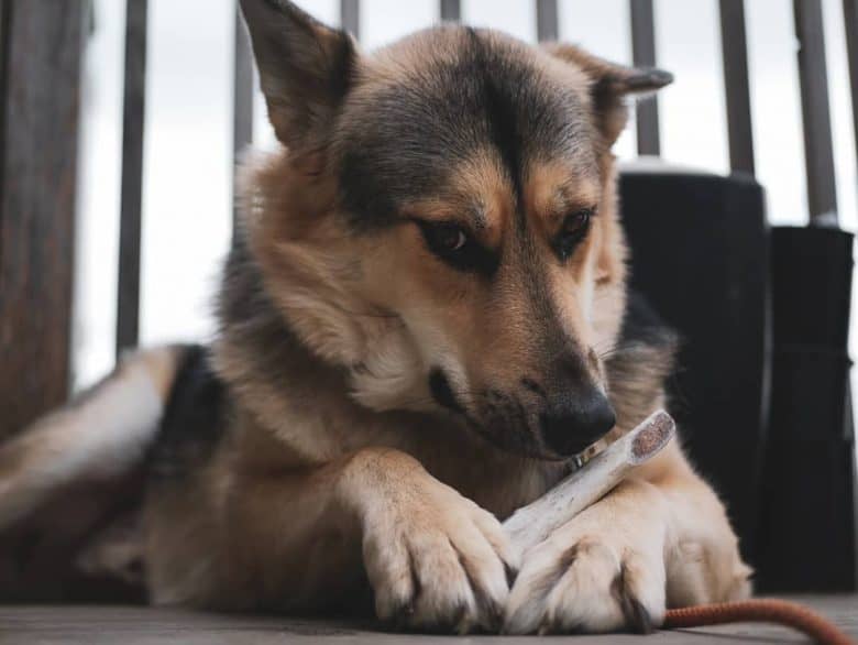 The German Shepherd Husky Mix: An In-Depth Look into the Gerberian
