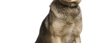 German Shepherd Husky Mix sitting down