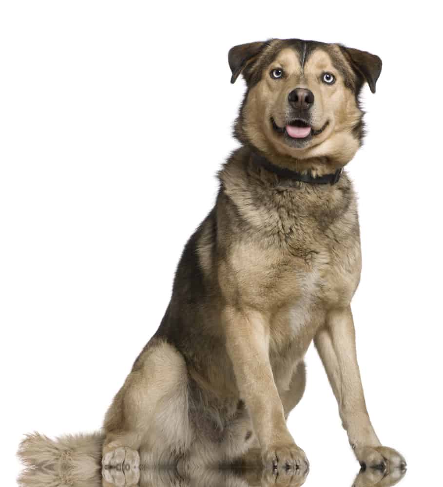 pictures of a german shepherd husky mix