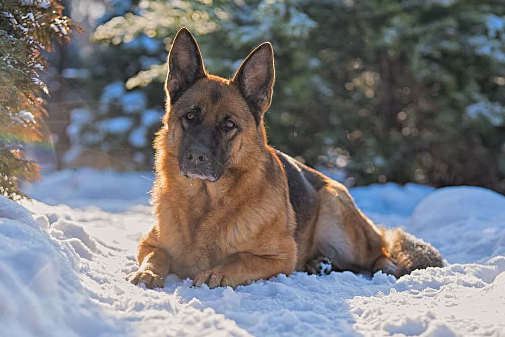 German Shepherd laying in the snow