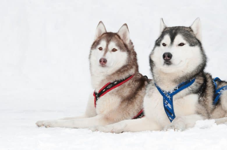 Siberian Huskies lying side by side in the snow