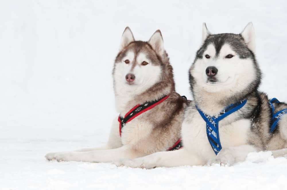 Siberian Huskies laying in the snow
